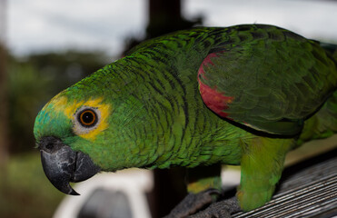 Turquoise-fronted Parrot