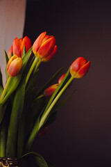 red and yellow tulips