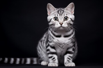 Little American shorthair cat with cute face