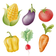 Watercolor corn, eggplant, tomato, red pepper, radish and carrot. Hand drawing illustration set of vegetables. 