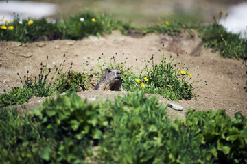 young alpine marmot with its head out of its safe burrow browsing its surroundings in the Gran...