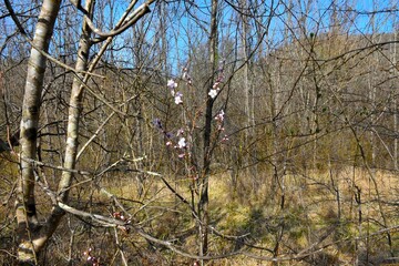 Flowering Prunus tree in a leafless deciduous forest