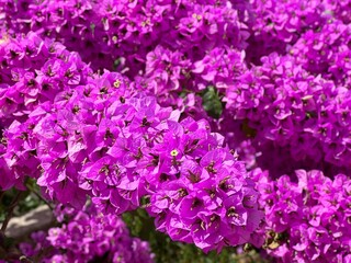 Obraz premium pink flowers bougainvillea
