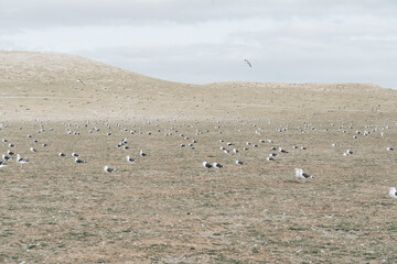 flock of seagulls on a plain field 