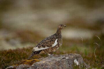 Ptarmigan, Japanese female rock ptarmigan in summer plumage (Lagopus muta hyperborea)