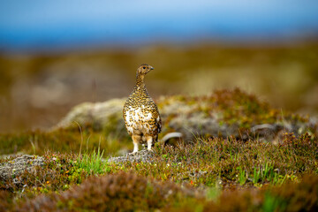 Ptarmigan, Japanese female rock ptarmigan in summer plumage (Lagopus muta hyperborea)