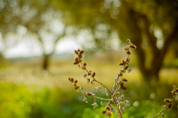 vegetazione spontanea