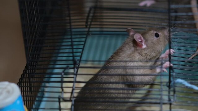 Domestic rat in a cage holds food with its paws and eats. A rodent with whiskers, a tail, and whitefooted mice is sitting in a cage, gazing out the window. It may be a pet or a pest like packrats