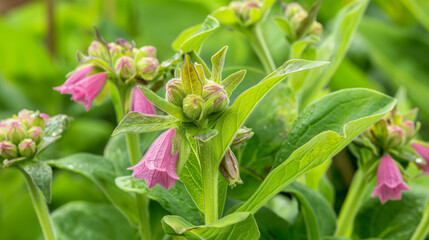 Obraz premium Healing Herb: Symphytum Officinale, Known as Comfrey, Renowned for Its Medicinal Properties and Traditional Uses in Herbal Medicine.
