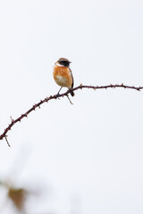 Fototapeta premium A male Stonechat (Saxicola torquata), perched on a bramble against a plain white background.
