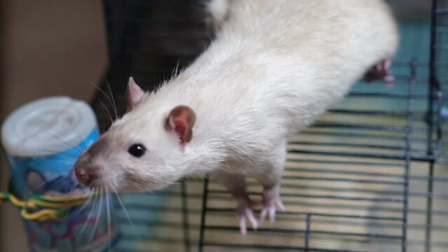 Domestic rat in a cage holds food with its paws and eats. A rodent with whiskers, a tail, and whitefooted mice is sitting in a cage, gazing out the window. It may be a pet or a pest like packrats