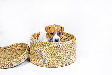 beautiful little Jack Russell Terrier puppy sits in a wicker box. care and raising of puppies. Present