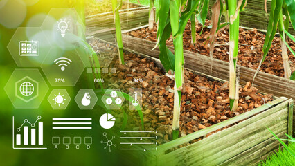 Maize seedling in cultivated agricultural field with infographics, Smart farming and precision...