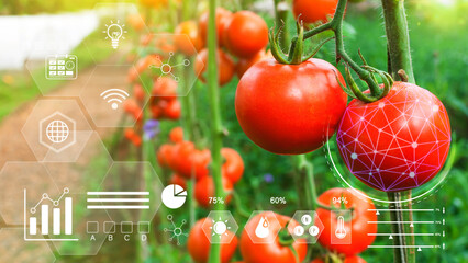 Tomatoes in greenhouse with infographics, Smart farming and precision agriculture 4.0 with visual icon, digital technology agriculture and smart farming concept.