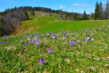 Meadow at Žirovski vrh with purple spring crocus flowers in Gorenjska, Slovenia