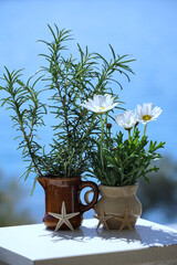 White daisies and rosemary in small vases decorated with mini starfish