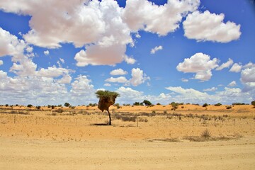 Kalahari Wüste