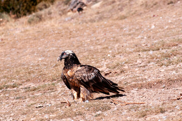Bearded Vulture in the Pyrenees, Spain.