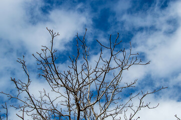 tree, clouds and blue sky