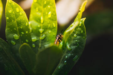 Yellow bee with green leafs and water drops.