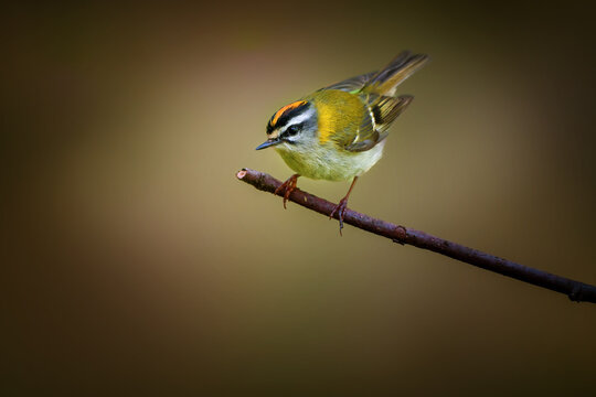 The common firecrest also known as the firecrest
