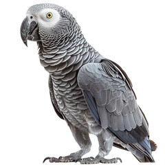Fototapeta premium African grey parrot isolated on white or transparent background