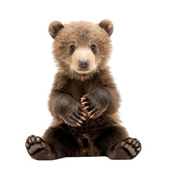 Obraz premium Baby bear isolated on white or transparent background