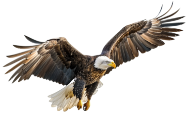 American bald eagle isolated on white or transparent background