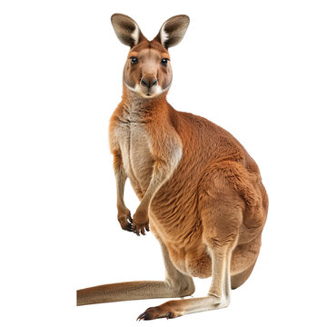 Australian giant red cangaroo isolated on white or transparent background