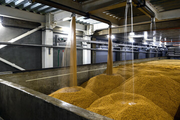 production of malt from wheat grain