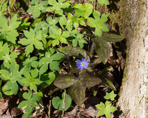 Liverleaf is a small, broad perennial with bright blue flowers that resemble anemones. The leaves of the liverleaf plant resemble the human liver, which also has three lobes.