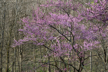 A beautiful redbud tree stands out against a backdrop of bare forest trees. The redbud, Ceris canadensis, is one of the earliest trees to bloom in spring, with flowers appearing before the leaves.