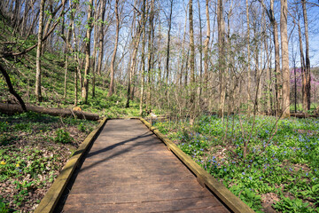 A carpet of of Virginia bluebells on the forest floor on the Shirley Miller Wildflower Trail in spring, before the trees are covered in leaves. Celandine Poppy is also visible on the slopes.