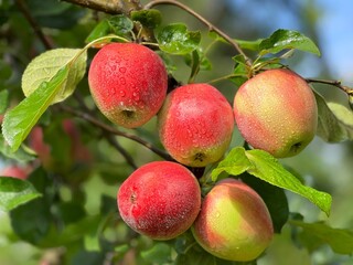 Branch of apples in the fruit orchard. 