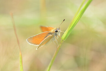 Small Skipper Macro Photo Close Up On A Blade of Grass Thymelicus sylvestris UK British Butterfly