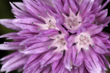 Chives inflorescence - Allium schoenoprasum - bulb-forming herbaceous perennial plant - obrazy, fototapety, plakaty