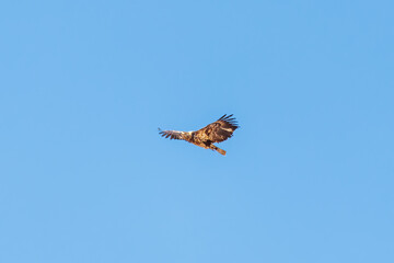 hawk soaring 5