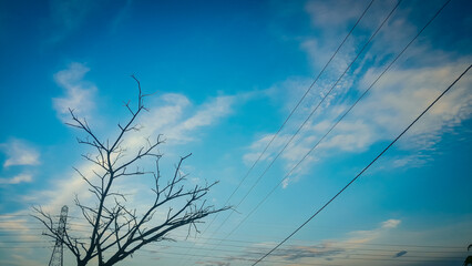 Close-up of charred, charred trees sighted in the blue sky. - Powered by Adobe