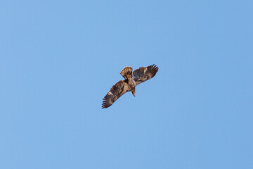 hawk soaring