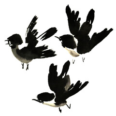 Watercolor illustration of  three sparrow bird. Gohua, , traditional chinese ink and wash painting.