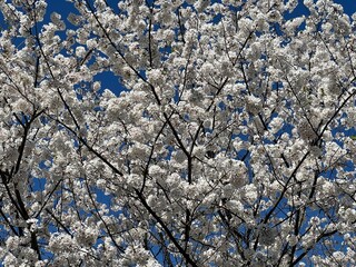 Beautiful blooming cherry tree blossoms against a deep blue sky in spring  - 765957390