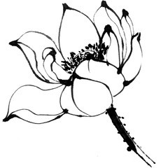 Watercolor illustration of lotus flower. Gohua, traditional chinese ink and wash painting.