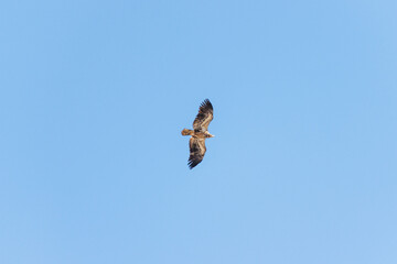 hawk in flight 3