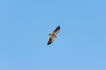 red tailed hawk
