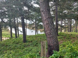 Trees by the lake