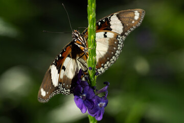 Great Eggfly Butterfly