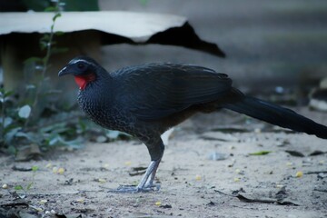 red winged blackbird
