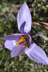 Flying honeybee pollinating a purple crocus flower in spring