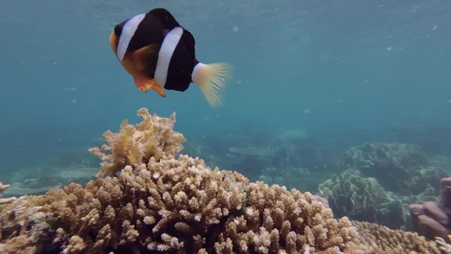 Clown fish and anemone on a tropical coral reef in Andaman Sea, 4k