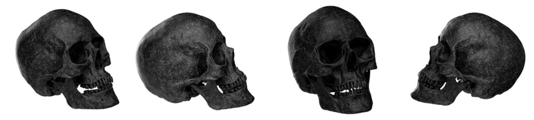 3d Realistic Human skull head